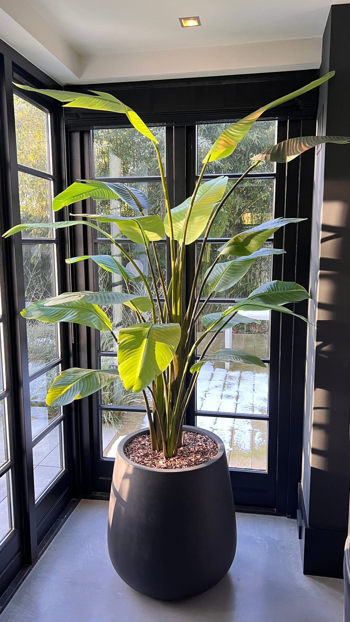 Zijden Strelitzia paradijsvogelbloem