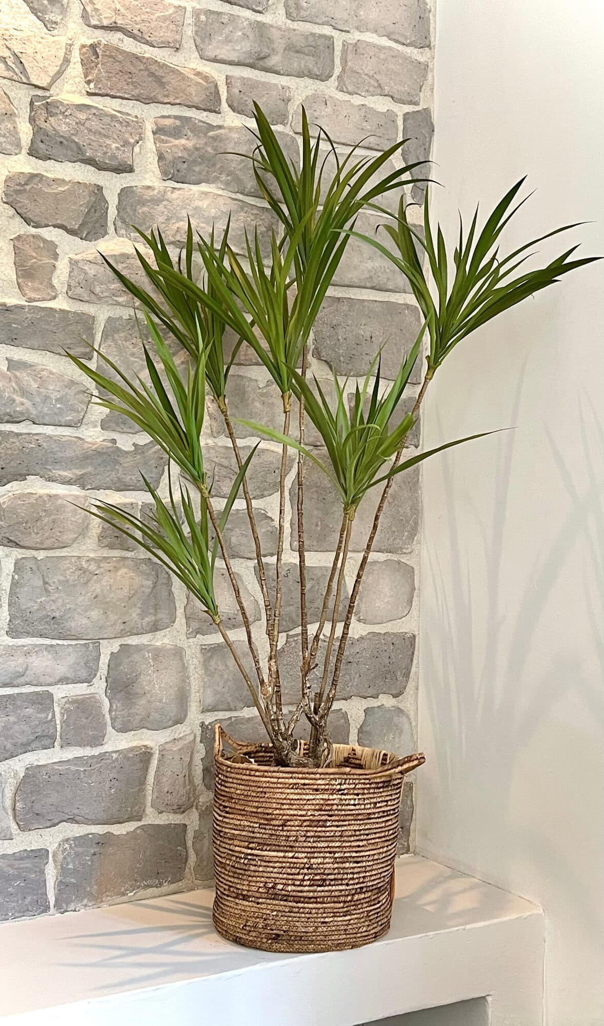 Kunst Dracaena plant