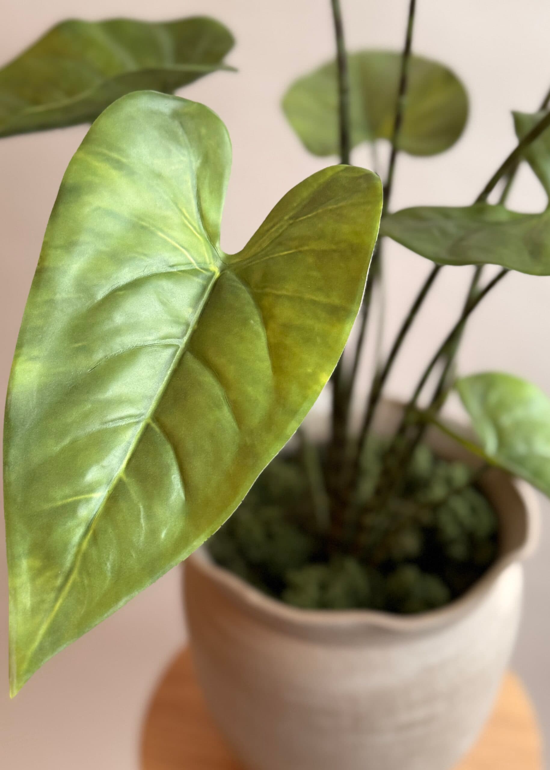 Kunstplant Alocasia 75cm hoog 2