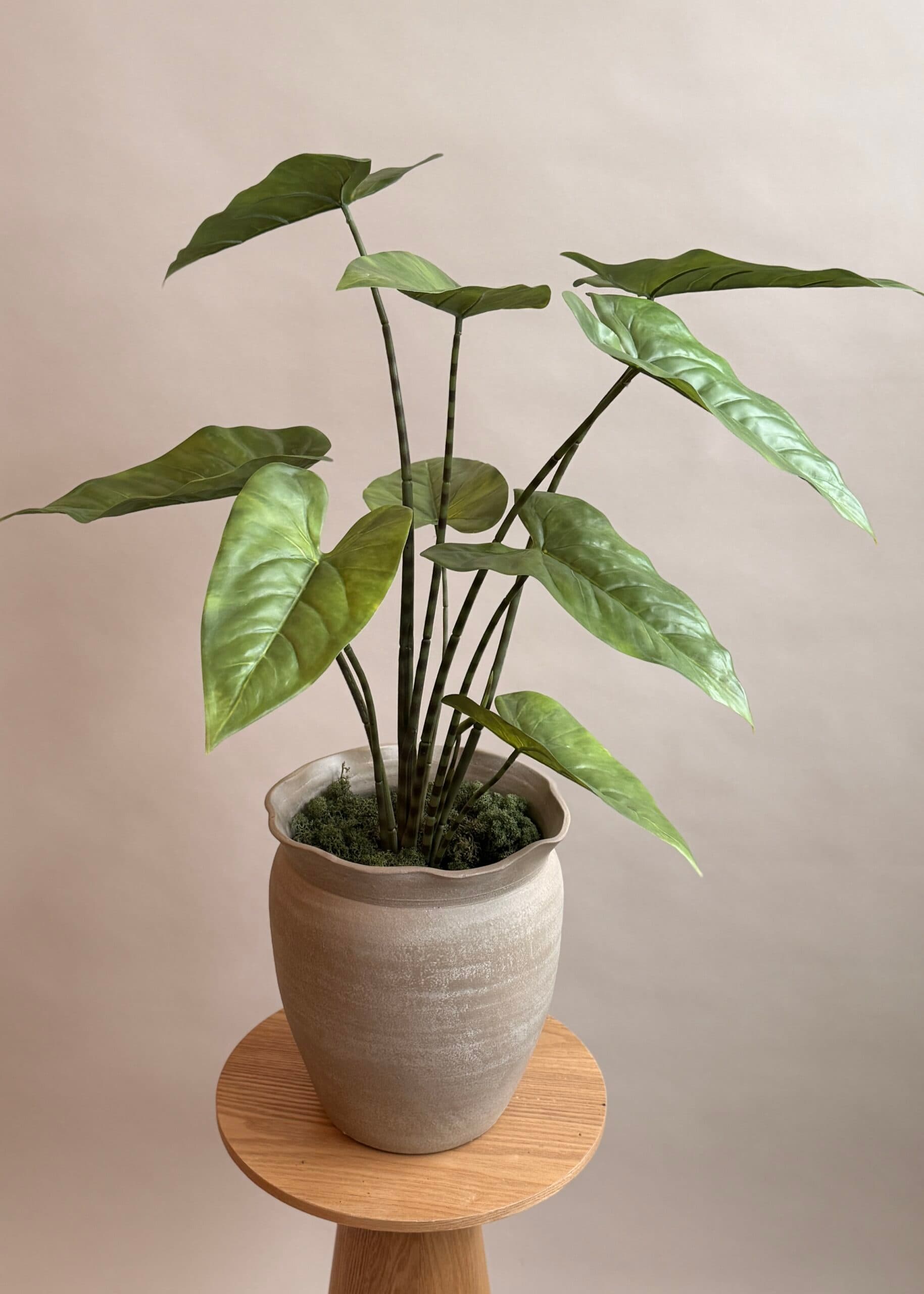 Kunstplant Alocasia 75cm hoog