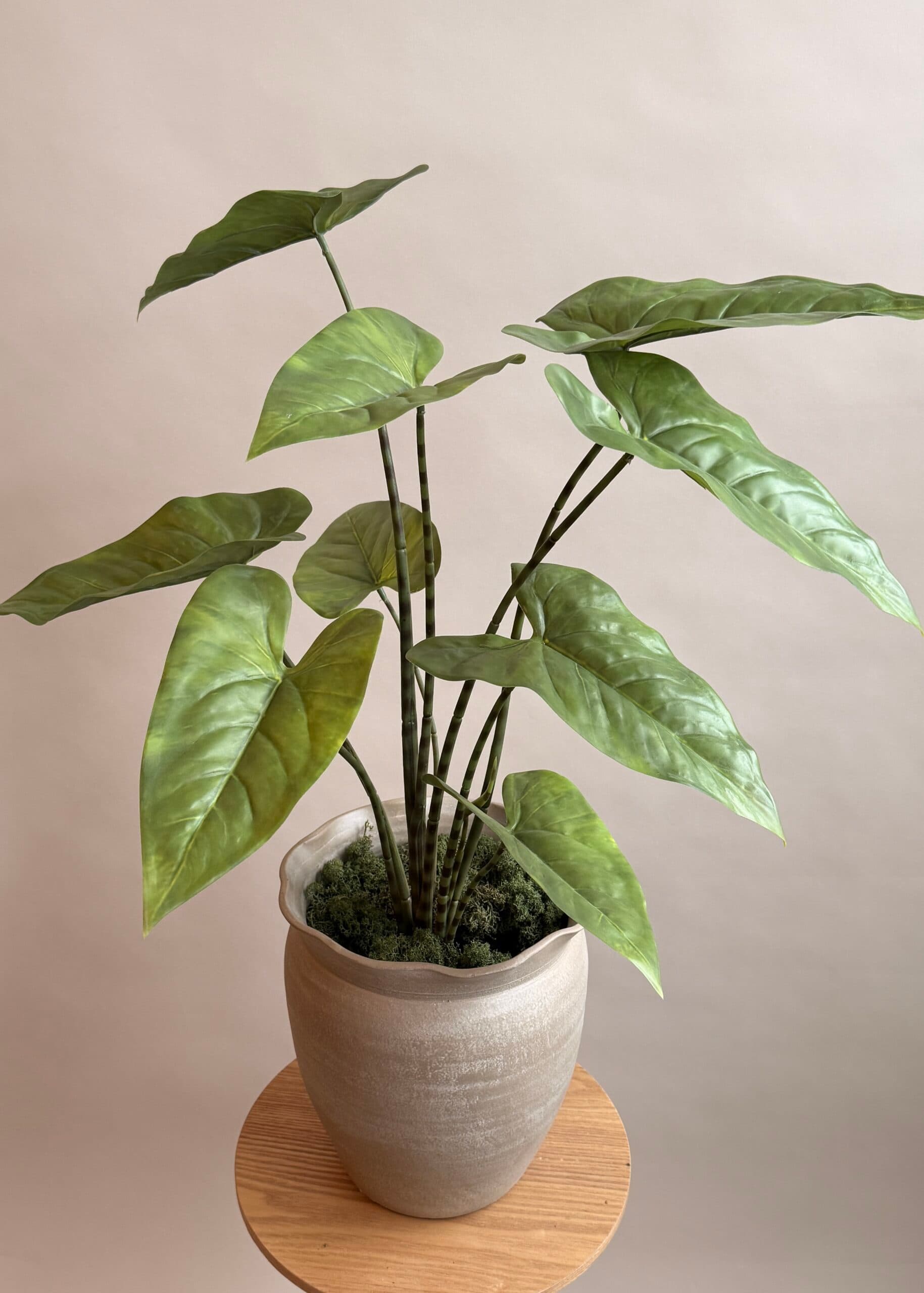 Kunstplant Alocasia 75cm hoog 3