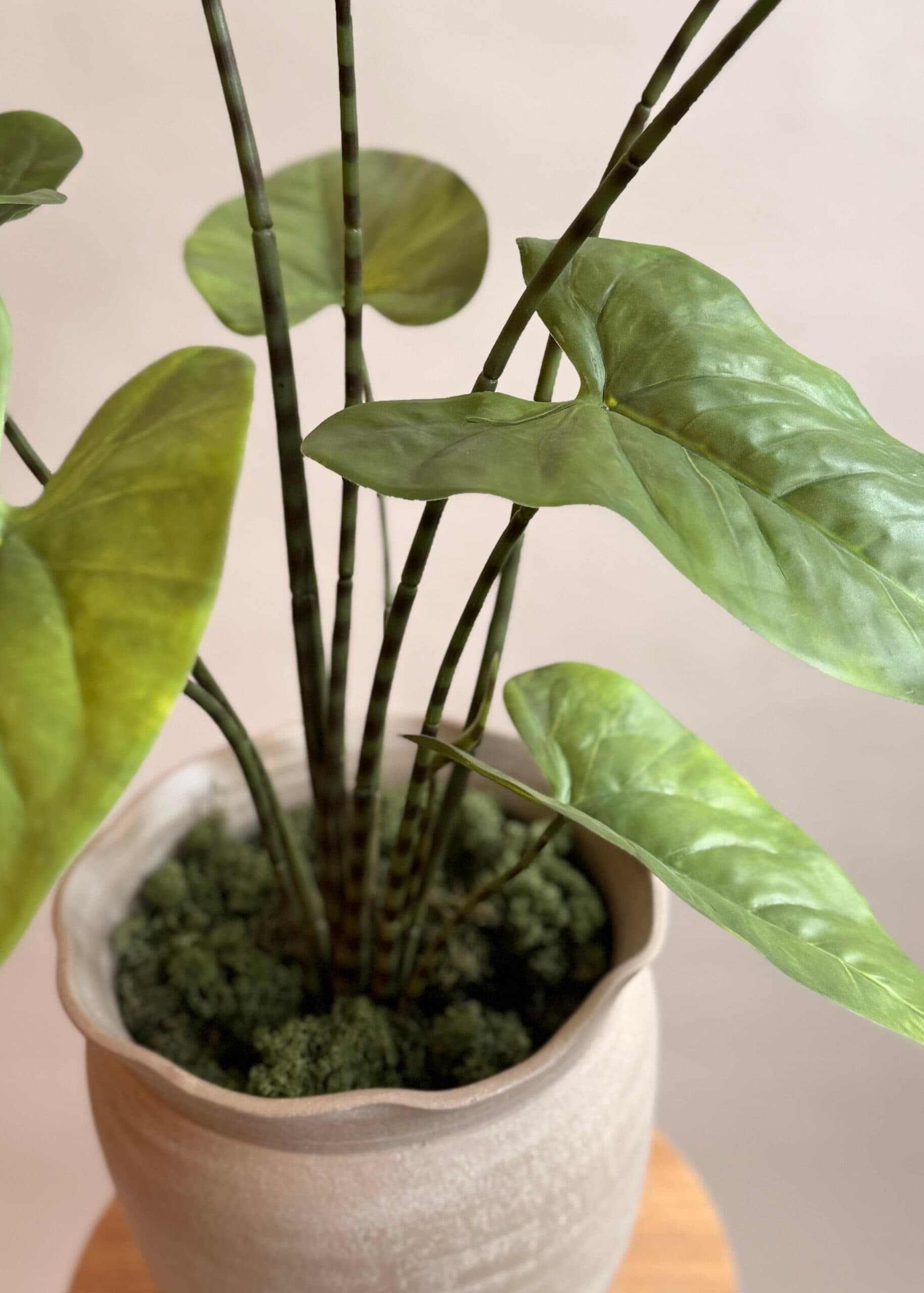 Kunstplant Alocasia 75cm hoog 4
